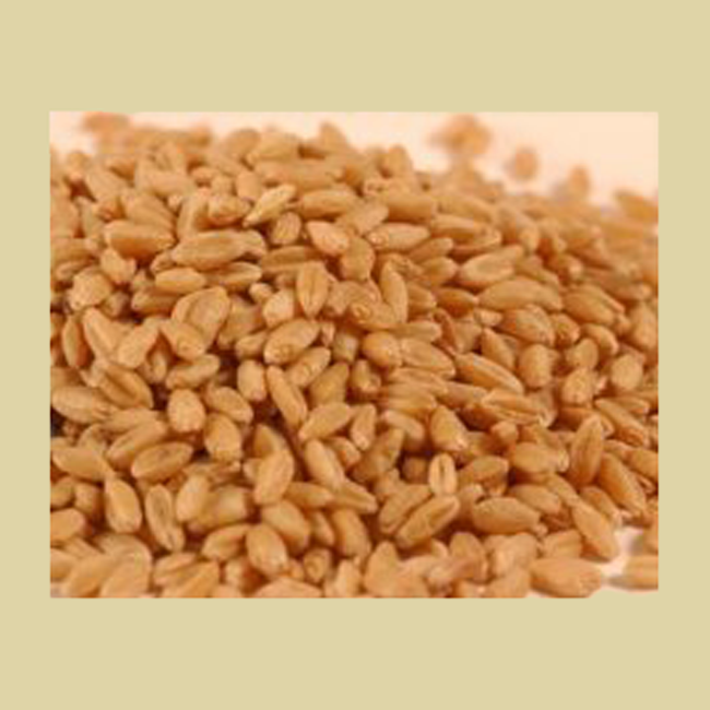 Prairie Gold Hard White Spring Wheat - Wheat Montana (25 Pounds) Prairie Gold Hard White Spring Wheat - Wheat Montana (25 Pounds)